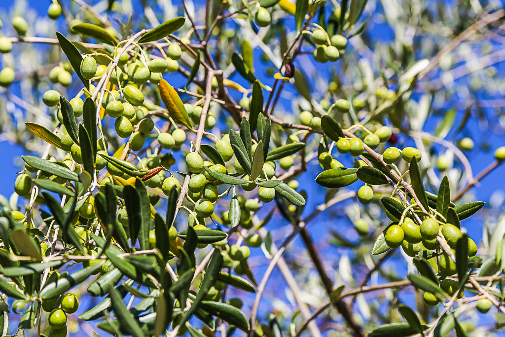 Extra Virgin Olive Oil and thousands of years of the Mediterranean Diet